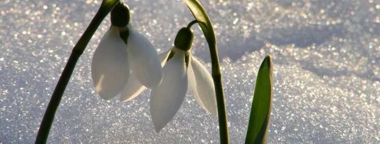 A7 Kitap Blog - Bozdağlar’da Kar, Kardelen, Cemre - Hüseyin Çağlar İnce